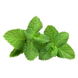 Мята зеленая Mentha viridis