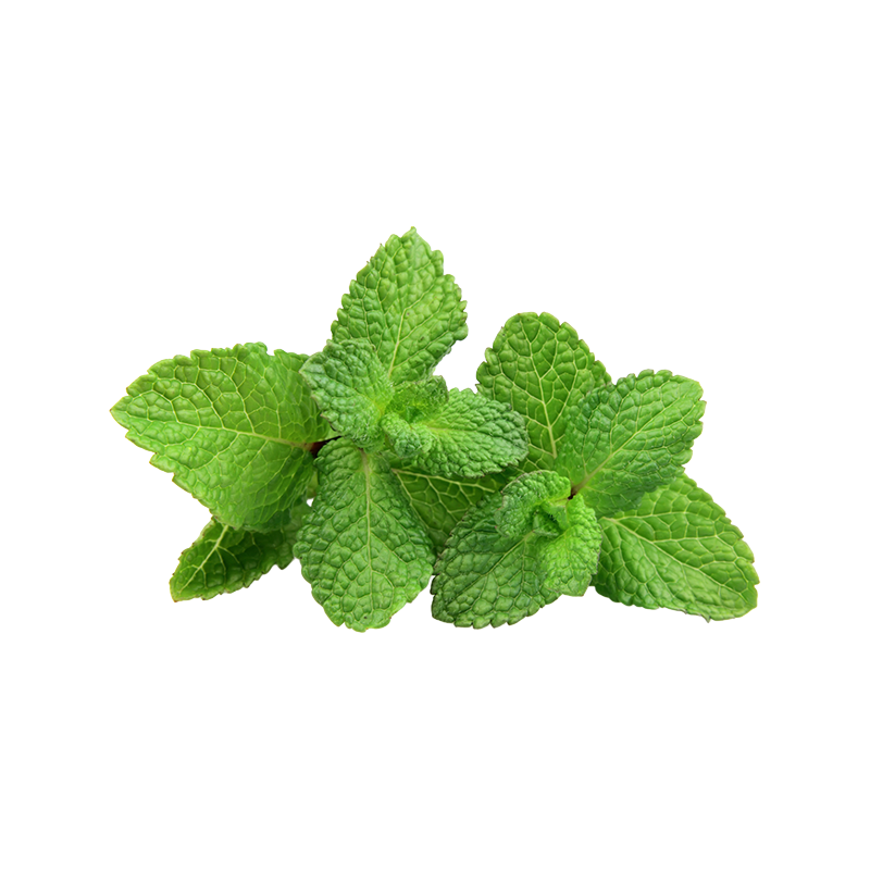 Мята зеленая Mentha viridis