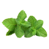 Мята зеленая Mentha viridis