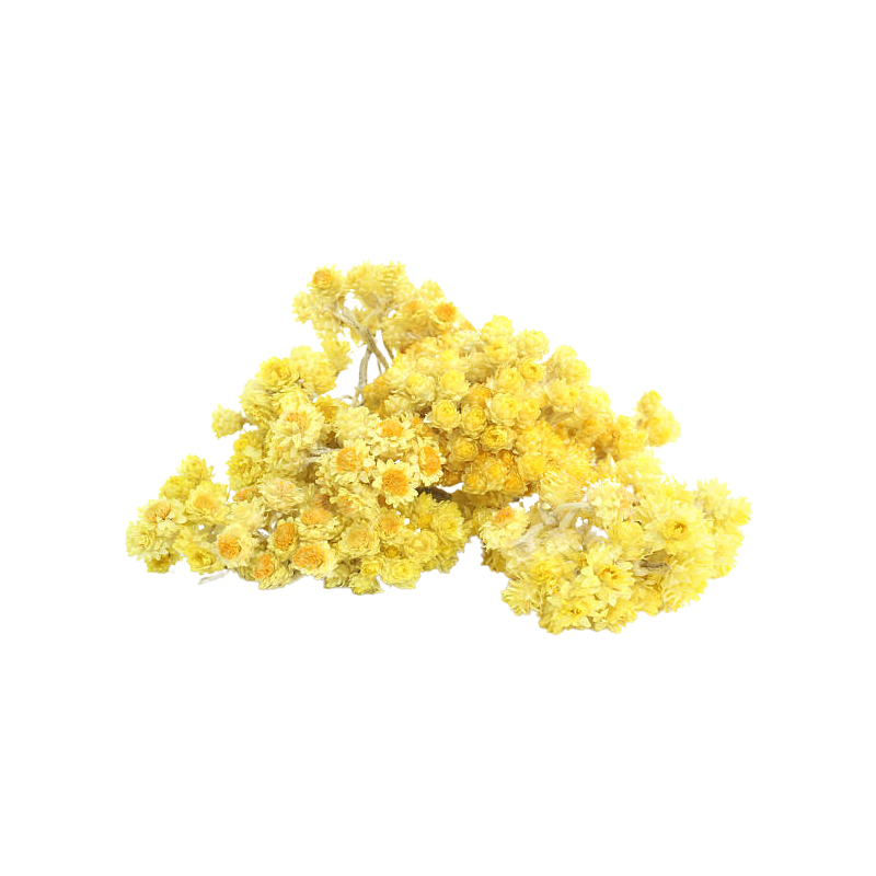 Бессмертник Helichrysum italicum