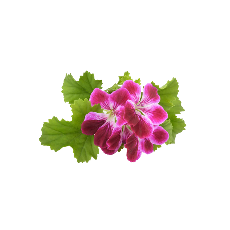 Герань (бурбон или розат) Pelargonium