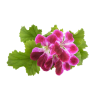 Герань (бурбон или розат) Pelargonium