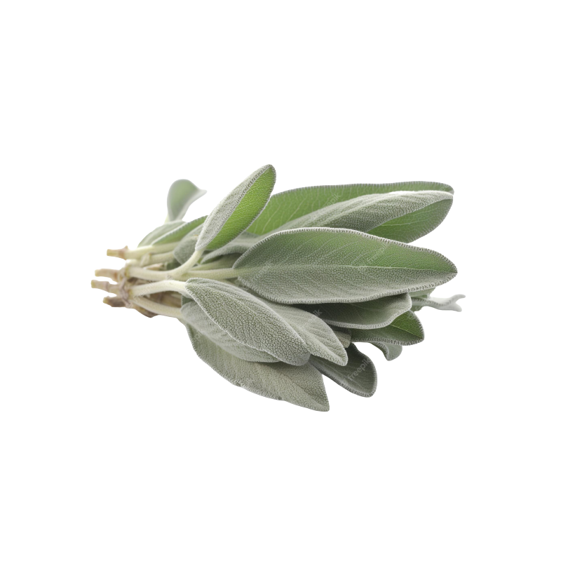 Шалфей мускатный Salvia Sclarea