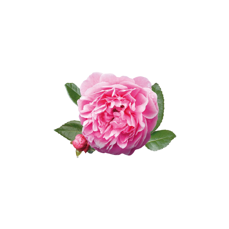 Роза дамасская Rosa damascena