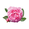 Роза дамасская Rosa damascena