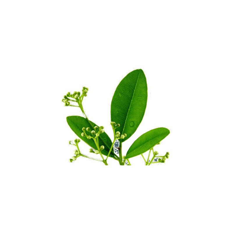 Равінтсара Cinnamomum camphora