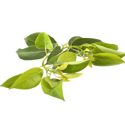 Равинтсара Cinnamomum camphora