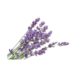 Лаванда  Lavandula augustifolia