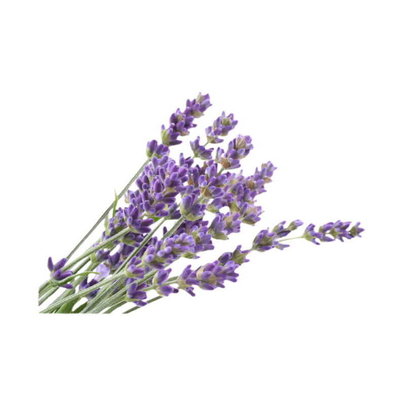 Лаванда  Lavandula augustifolia