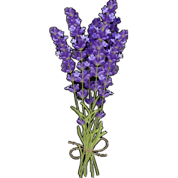 Лаванда аспик Lavandula latifolia или lavandula spicata