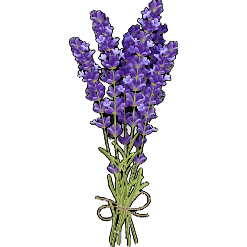 Лаванда аспик Lavandula latifolia или lavandula spicata