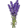 Лаванда аспік Lavandula latifolia или lavandula spicata