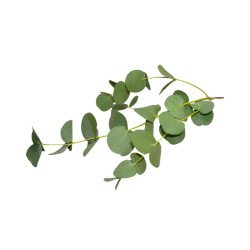 Эвкалипт лучистый радиата Eucalyptus radiata