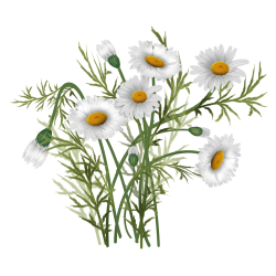 copy of Базилік Ocimum basilicum