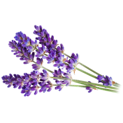 Лаванда Lavandula angustifolia