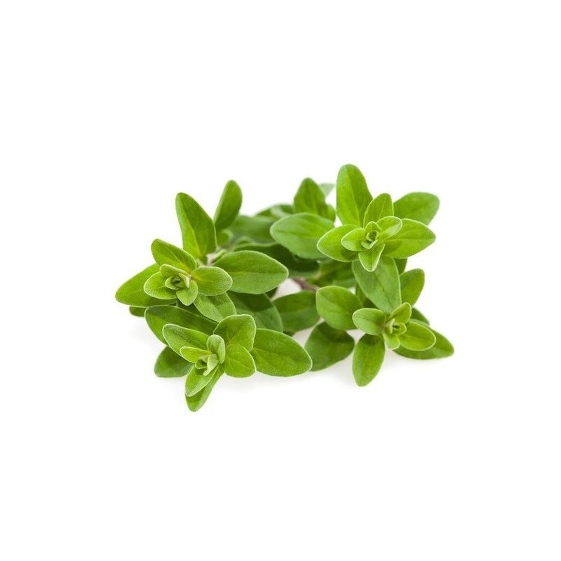 Майоран Origanum majorana