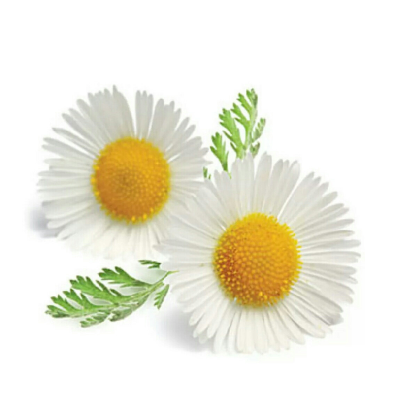 Ромашка Римська Chamaemelum nobile (ou anthemis nobilis)