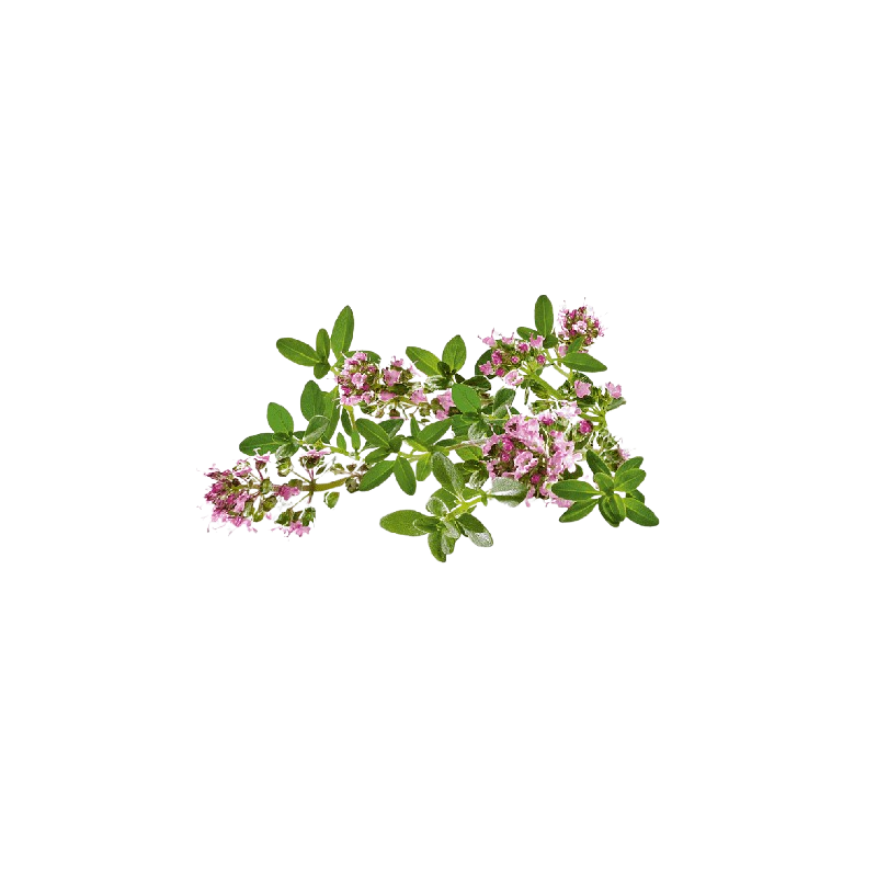 Тим'ян ліналооловий Thymus vulgaris linaloliferum