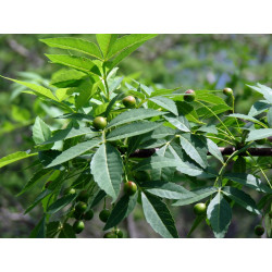 Пало Санто (Священное дерево)  Bursera graveolens