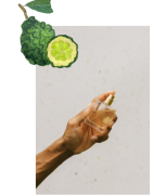 chypré